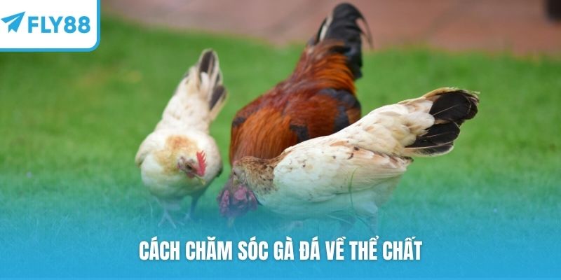 Cách chăm sóc gà đá về thể chất