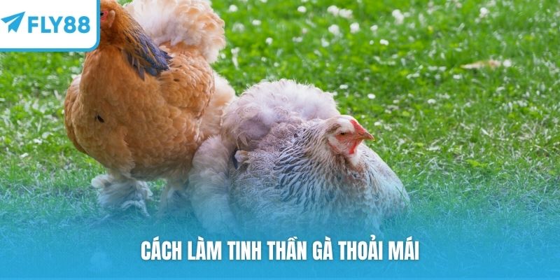 Cách làm tinh thần gà thoải mái
