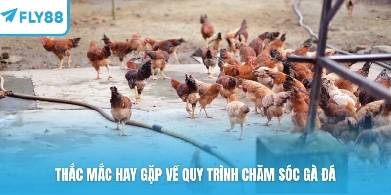Thắc mắc hay gặp về quy trình chăm sóc gà đá