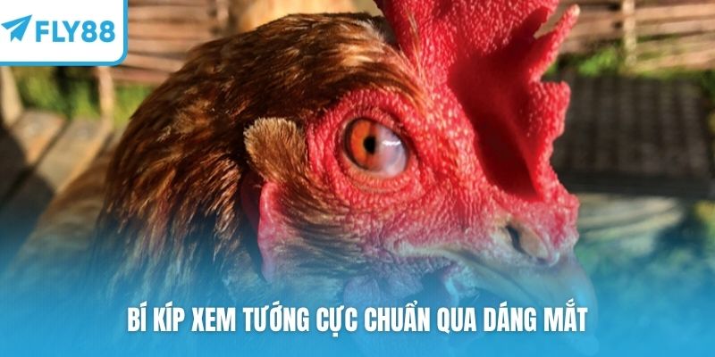 Bí kíp xem tướng cực chuẩn qua dáng mắt