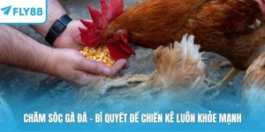 Chăm sóc gà đá