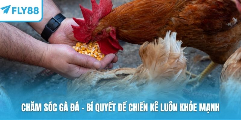 Chăm sóc gà đá