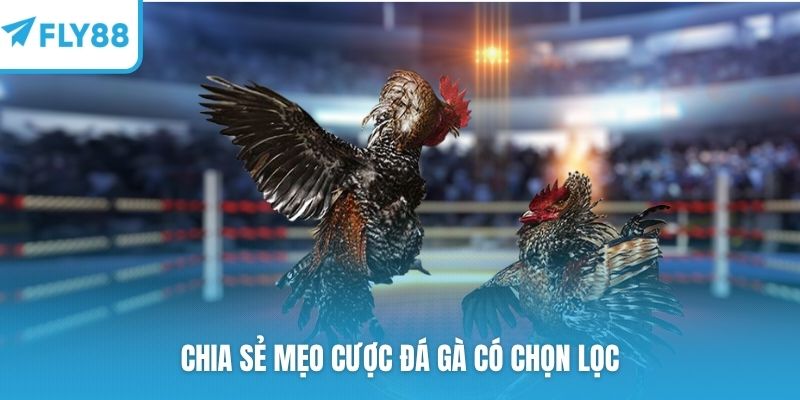 Chia sẻ mẹo cược đá gà có chọn lọc