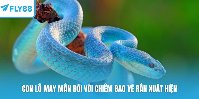 Con lô may mắn đối với chiêm bao về rắn xuất hiện