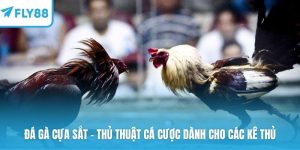 Đá gà cựa sắt