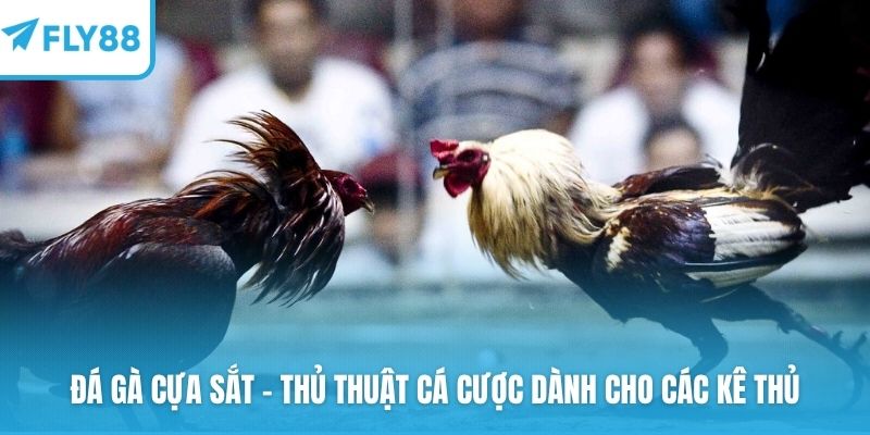 Đá gà cựa sắt