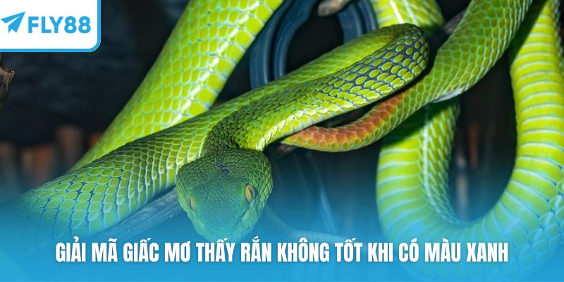 Giải mã giấc mơ thấy rắn không tốt khi có màu xanh