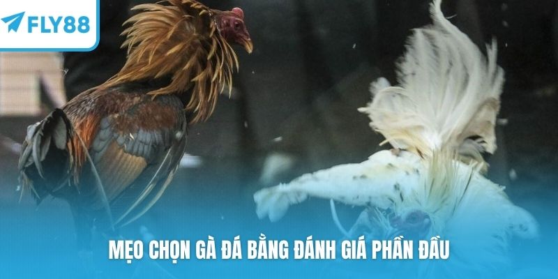 Mẹo chọn gà đá bằng đánh giá phần đầu