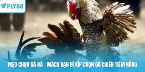 Mẹo chọn gà đá