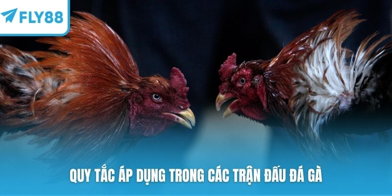 Quy tắc áp dụng trong các trận đấu đá gà