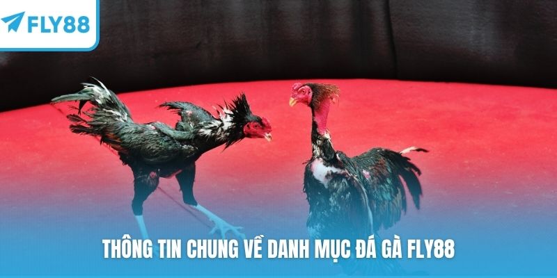 Thông tin chung về danh mục đá gà FLY88
