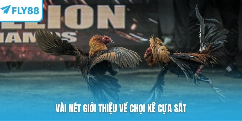 Vài nét giới thiệu về chọi kê cựa sắt