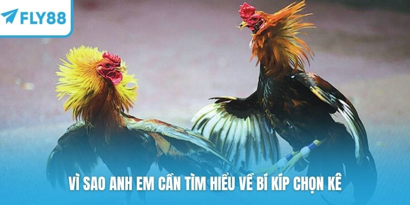 Vì sao anh em cần tìm hiểu về bí kíp chọn kê